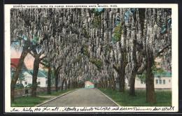 AK Biloxi, MO, Benachi Avenue, With Its Famed Moss-covered Oaks  - Other & Unclassified