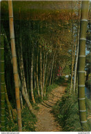 CPSM Bambuseraie De Prafrance-Generargues-Un Sentier Dans Les Bambous                           L2620 - Anduze