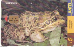 URUGUAY - Frog, Rana Criolla(99a), 02/00, Used - Sonstige & Ohne Zuordnung