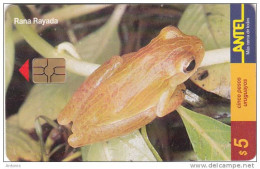 URUGUAY - Frog, Rana Rayada(100a), 02/00, Used - Sonstige & Ohne Zuordnung