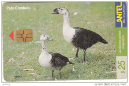 URUGUAY - Bird, Pato Crestudo(114a), 03/00, Used - Other & Unclassified