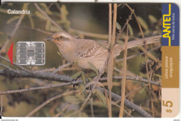 URUGUAY - Bird, Calandria(103a), 03/00, Used - Sonstige & Ohne Zuordnung