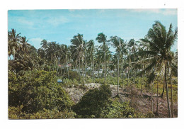 Postcard Malaysia Malay Kampong Village Palm Trees Unposted 1960s ? - Malaysia
