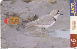 URUGUAY - Bird, Chorlito De Collar(76a), 09/99, Used - Sonstige & Ohne Zuordnung