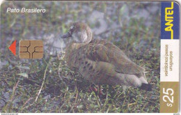 URUGUAY - Bird, Pato Brasilero(209a), 11/01, Used - Sonstige & Ohne Zuordnung