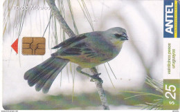 URUGUAY - Bird, Tordo Musico(378a), 02/05, Used - Otros & Sin Clasificación