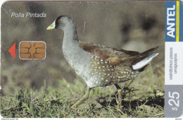 URUGUAY - Bird, Polla Pintada(418a), 12/05, Used - Other & Unclassified