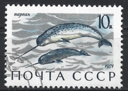 Russia 1971. Scott #3884 (U) Sea Mammal, Narwhals - Usati