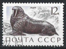 Russia 1971. Scott #3885 (U) Sea Mammal, Walrus - Usati