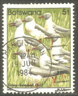 210 Botswana Oiseau Bird Vogel Uccello Grey-headed Gull Mouette (BOT-33j) - Mouettes