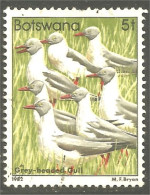 210 Botswana Oiseau Bird Vogel Uccello Grey-headed Gull Mouette (BOT-33h) - Mouettes