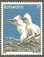 210 Botswana Oiseau Bird Vogel Uccello Cattle Egret Aigrette Du Bétail (BOT-34g) - Cranes And Other Gruiformes