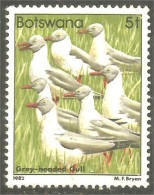 210 Botswana Oiseau Bird Vogel Uccello Grey-headed Gull Mouette (BOT-33i) - Mouettes