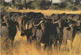 South Africa African Buffalo Large Post Card - Taureaux