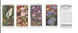 CJ44 - SERIE COMPLETE 50 CARTES CIGARETTES WILLS - WILD FLOWERS - COMPLETE SET - Wills