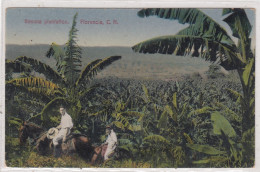 Banana Plantation. Florencia, Costa Rica. * - Costa Rica