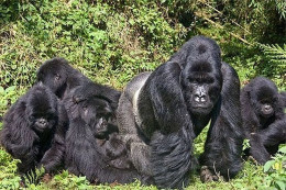 Rwanda - Volcanoes National Park - Gorilles - Parc Des Volcans - Zoo - CPM - Carte Neuve - Voir Scans Recto-Verso - Rwanda