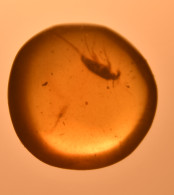 Ambre Du Cretacé Du Myanmar Avec Un  Insecte En Très Bon état - Fossili