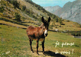 Animaux - Anes - CPM - Voir Scans Recto-Verso - Donkeys