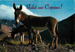 Animaux - Anes - Carte à Message - CPM - Voir Scans Recto-Verso - Donkeys