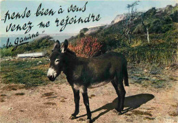 Animaux - Anes - CPM - Voir Scans Recto-Verso - Donkeys