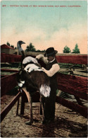 PC US, CA, SAN DIEGO, CUTTING PLUMES, OSTRICH FARM, Vintage Postcard (b54556) - San Diego