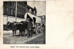 PC US, NE, SOUTH OMAHA, DANDY THE UNBROKEN STEER, Vintage Postcard (b54539) - Omaha