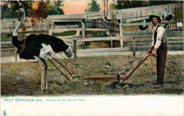 PC US, AR, HOT SPRINGS, FARMING AT OSTRICH FARM, Vintage Postcard (b54518) - Hot Springs