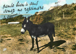 Animaux - Anes - CPM - Voir Scans Recto-Verso - Donkeys