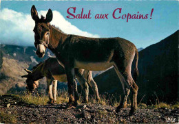 Animaux - Anes - Carte à Message - CPM - Voir Scans Recto-Verso - Donkeys