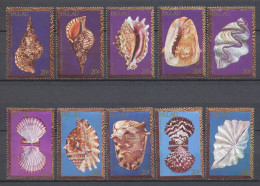 SEASHELLS - BEAUTIFUL SET OF 8 - CHARONIA TRITONIS/CASSIS CORNUTA/STROMBUS SINAUTUS/CRYPTOPECEN PALLIUM           Hk986 - Palau