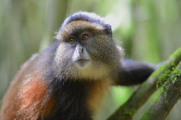 Rwanda - Volcanoes National Park - Singe Doré - Golden Monkey - Parc Des Volcans - Zoo - CPM - Carte Neuve - Voir Scans  - Rwanda