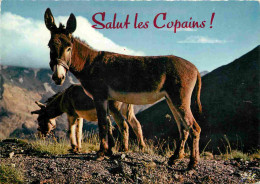 Animaux - Anes - Carte à Message - CPM - Voir Scans Recto-Verso - Donkeys