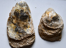 Lot De Deux Lammellibranches  Eocene Région De Dax  Poids 1085 G Dimensions 200 X 110 Et 140  X 110 - Fossils