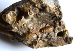 Bloc D'ammonites Jurassique Région De Sauze Vaussais   France  Nord Bassin Aquitain Poids 1800 G - Fossili