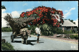 REUNION Flamboyant Et Charrettes De Cannes 1962 Colbe - Réunion