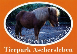 ZOO Aschersleben, Germany - Pony - Aschersleben