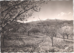 FR66 CERET - CPSM 10 * 15 - Vue Générale - Belle - Ceret