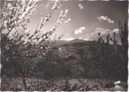 FR66 CERET - CPSM 10 * 15 - Vue Générale - Belle - Ceret