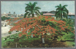 (PAN)  CP FF-218-The Famous Plaza De Francia With Its Beautiful Acacia Trees In Panama City. Unused - Panamá