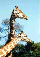 Animaux - Girafes - Zoo De La Flèche - CPM - Carte Neuve - Voir Scans Recto-Verso - Girafes