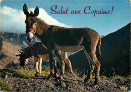 Animaux - Anes - Carte à Message - CPM - Voir Scans Recto-Verso - Donkeys