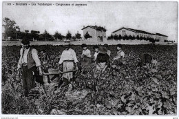 *Photo Glacée (125 X 195) D'une CPA - Béziers (34) Les Vendanges - Coupeuses Et Porteurs - Andere & Zonder Classificatie