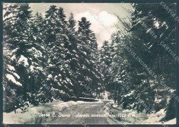 Vibo Valentia Serra San Bruno Bosco Neve Foto FG Cartolina JK3053 - Vibo Valentia