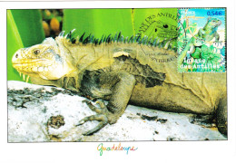 Iguane Des Antilles Carte Maximum Obliteration 1er Jour 28.04.2007 Terre De Haut Maximaphilies - 1990-1999