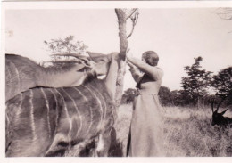 Original Picture - South Africa - Kruger National Park - Kudus - Girafes