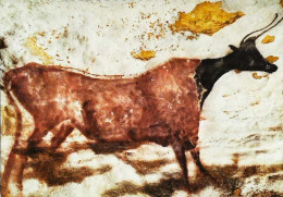 ►    Montignac -sur-Vézère  Grotte De Lascaux   Vache à T^te Noire Et Corps Rouge - Montignac-sur-Vézère