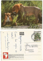 Somalia Dichrostachys Glomerata Tree S.2.30 Solo Franking Pcard Lions In The Bush 9set1979 - Somalia (1960-...)