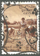 246 Ceylon 1954 Récolte Riz Harvesting Rice (CEY-41) - Ernährung