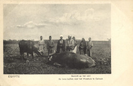 Egypt, QALYUB قليوب, Two Buffaloes For The Mission Orphanage (1910s) Postcard - Qalyub
